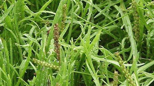 bea Plantago coronopus